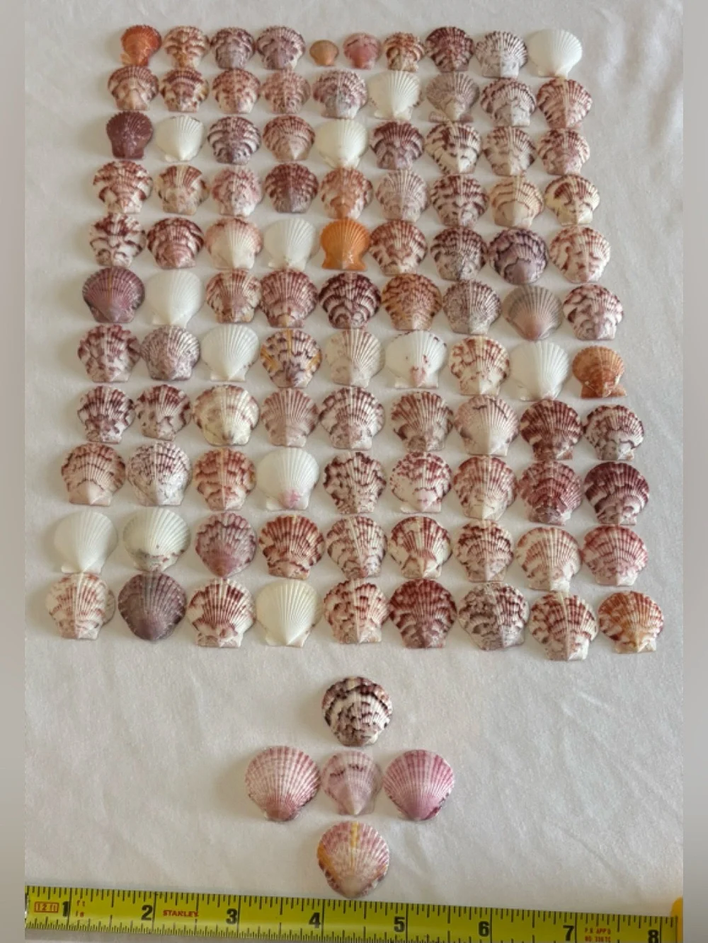 105 LOT SEA SHELLS SANIBEL FL SCALLOP SMALL TINY MIXCOLOR CRAFT COLLECT SCALLOPS